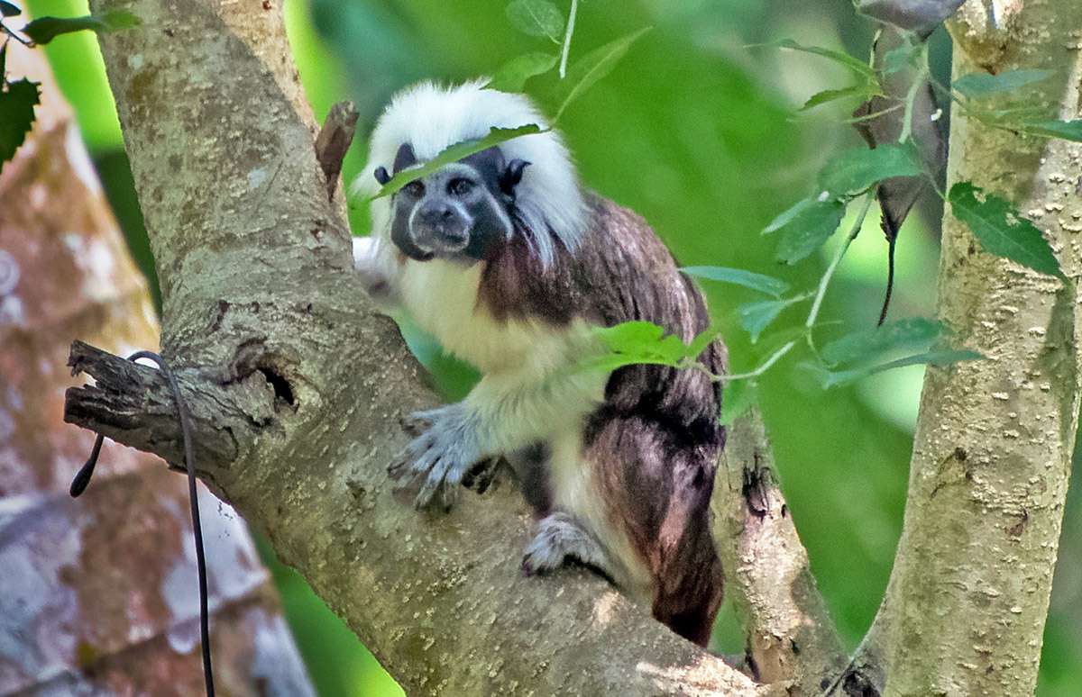 cotton-topped tamarin monkey near Cartagena, Colombia