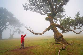 Fanal Forest, Madeira