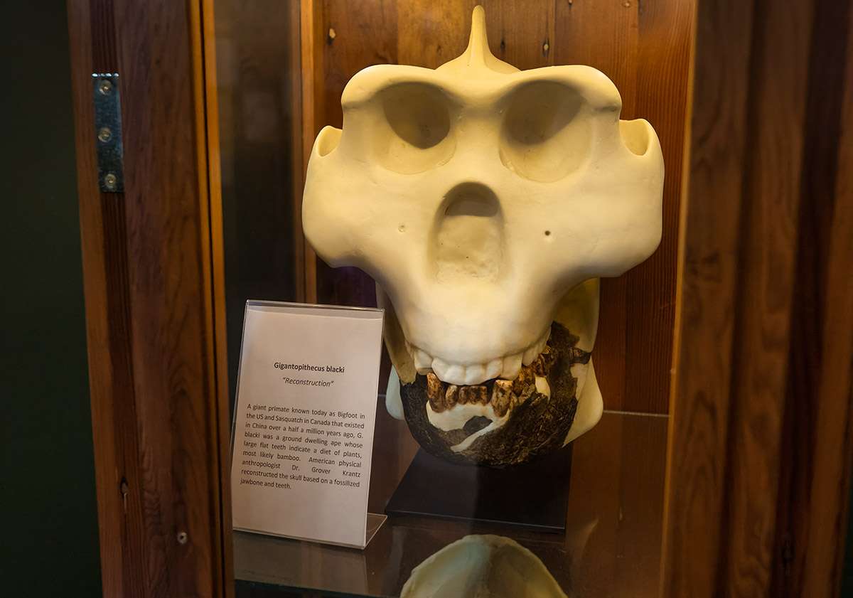 Sasquatch Museum, Harrison Hot Springs, BC. 