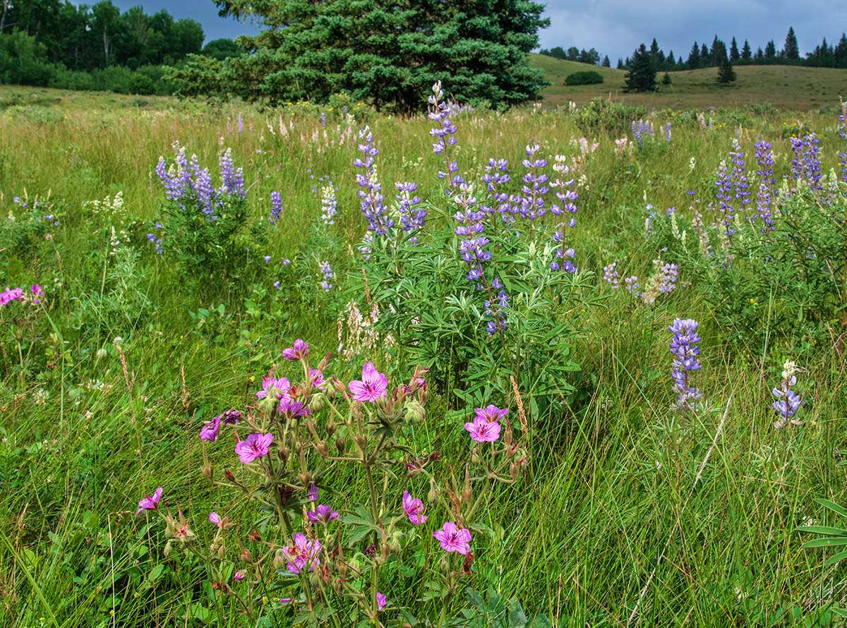 Wildflowers along Battle Creek Road.