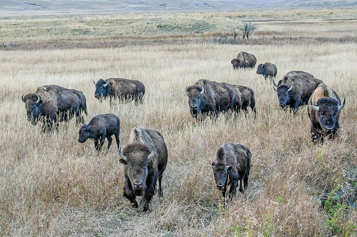 Bison in Grasslands National Park, Saskatchewan.