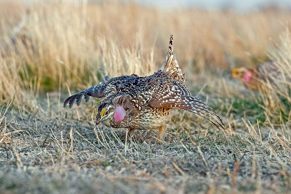 Male sharp-tailed grouse during spring mating season.