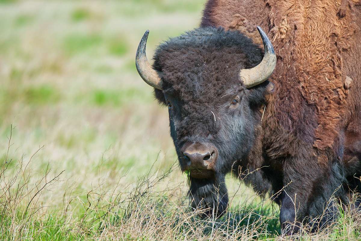 Bison in Grasslands National Park.