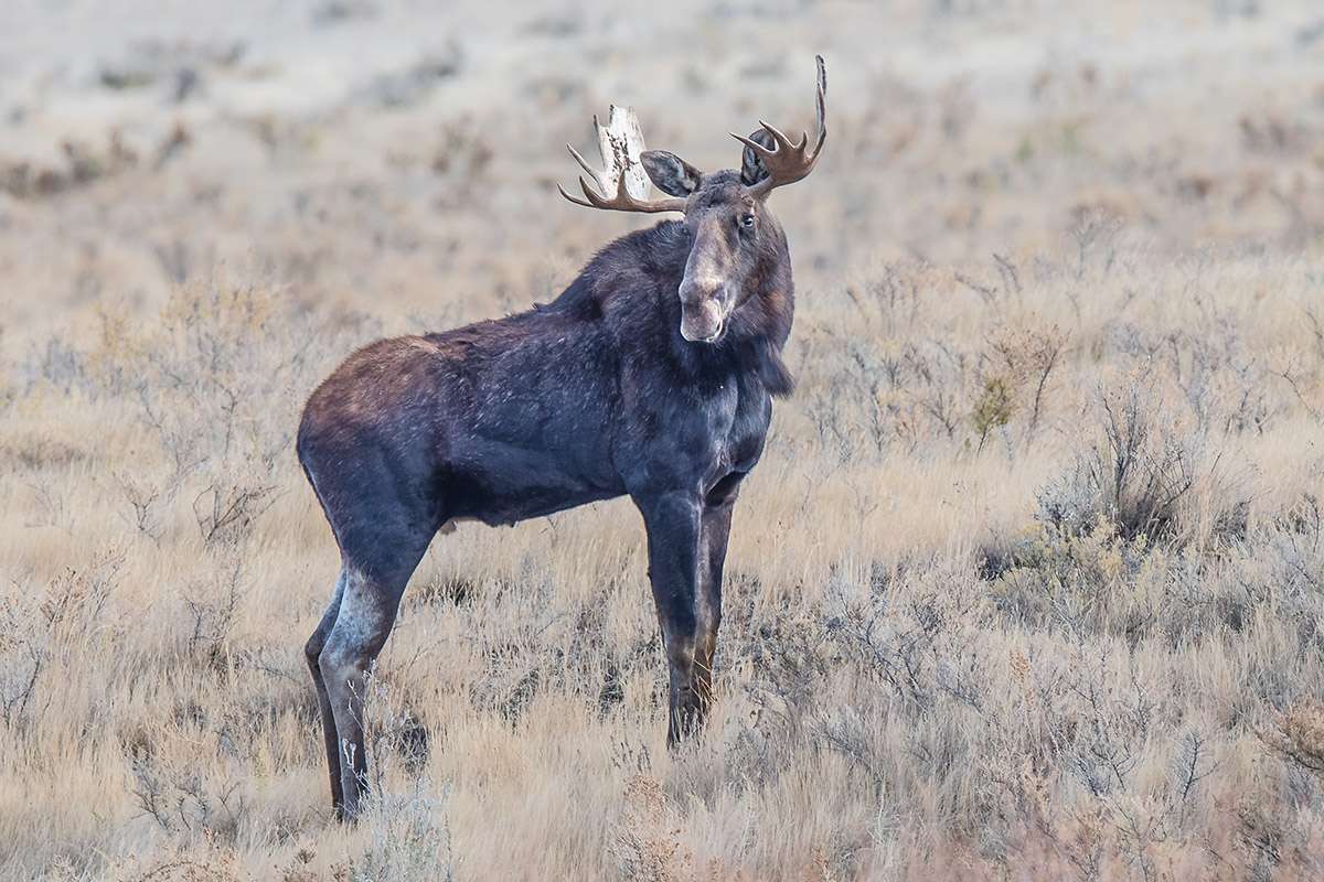 Moose.