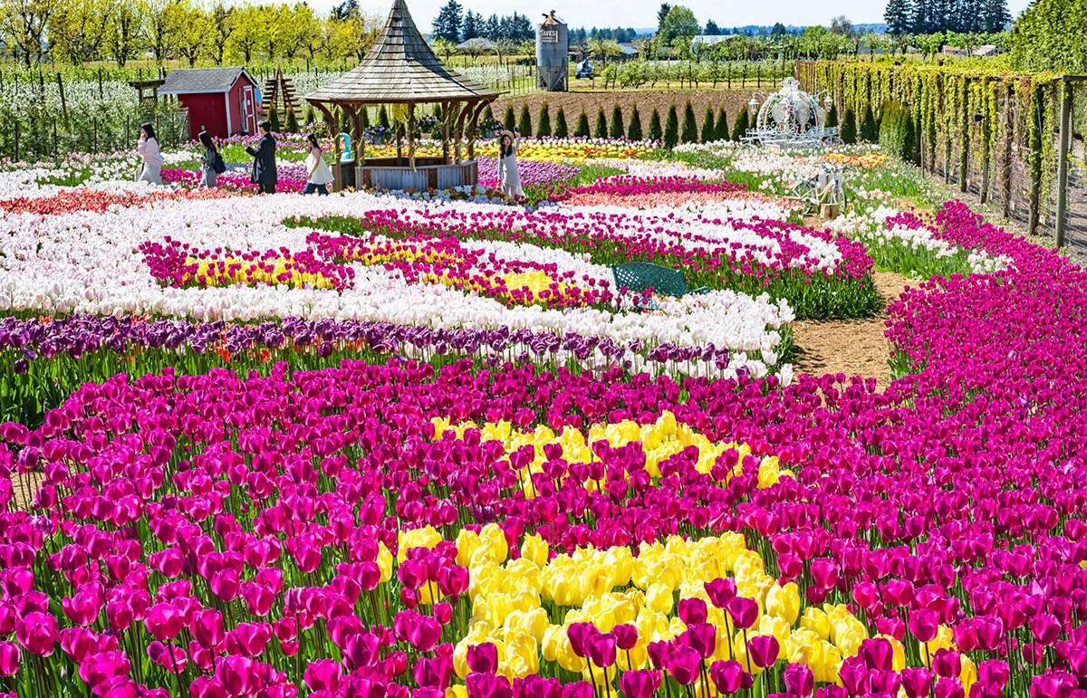 Magic Garden with spring tulips, Taves Estate Cidery.