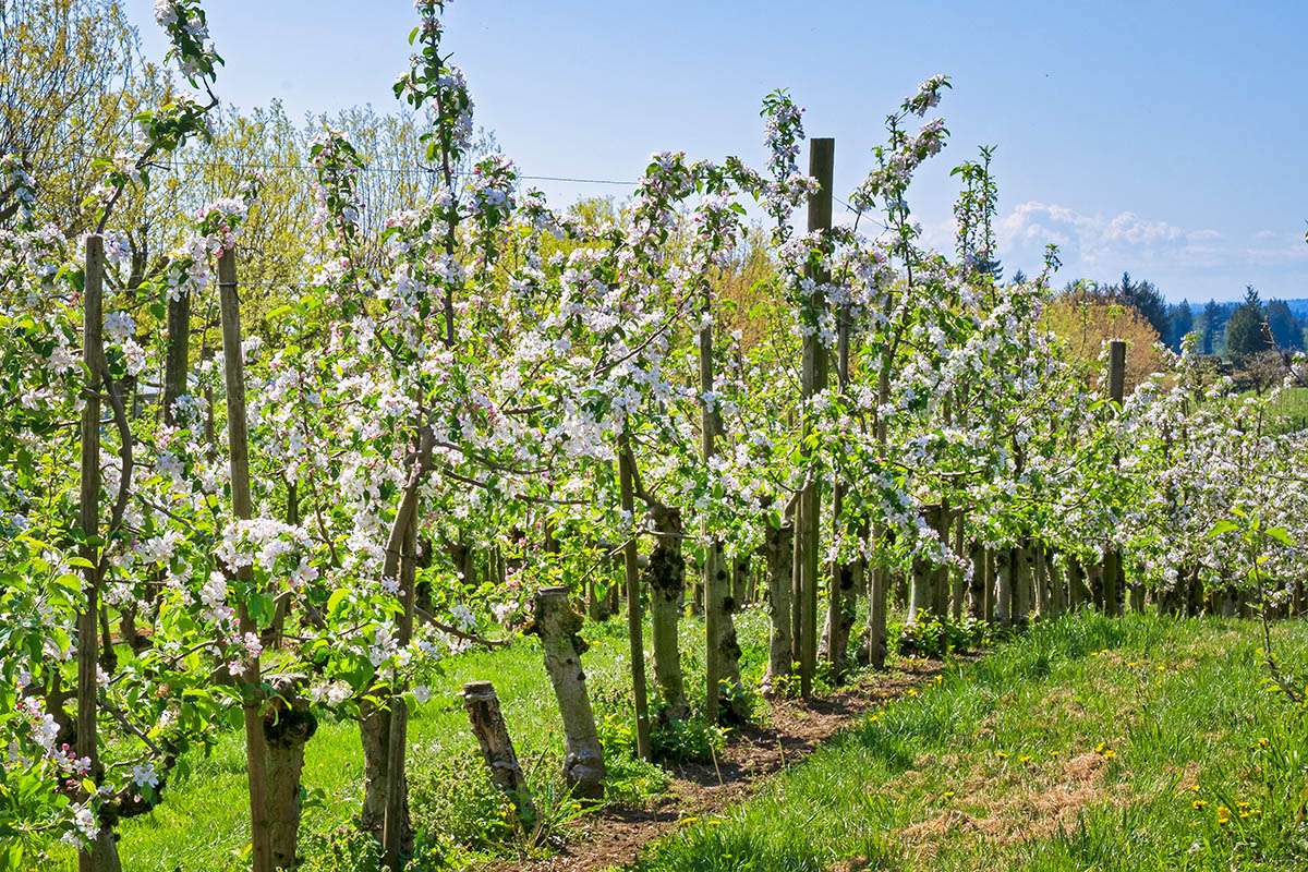 Taves apple orchard near Abbotsford, BC