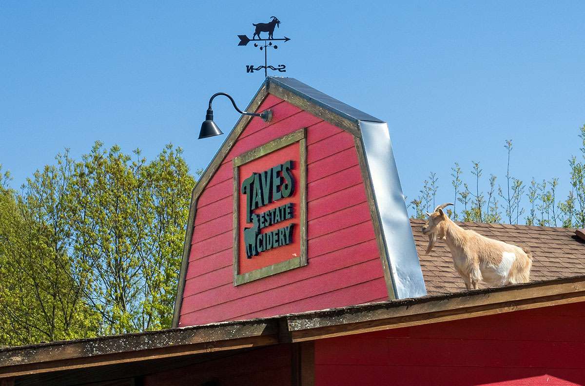 Taves Estate Cidery, Abbotsford, BC