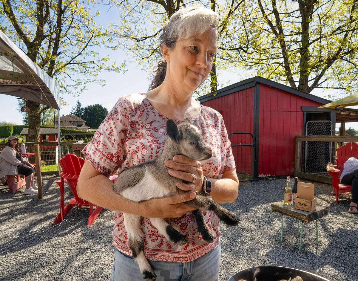 Goat at Taves Estate Cidery, Abbotsford, BC