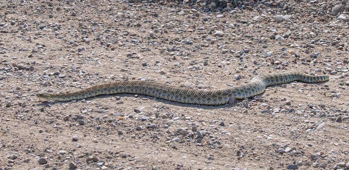Prairie rattlesnake.