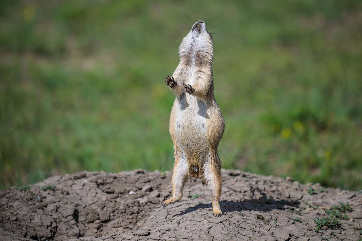Prairie dog, Grasslands National Park.