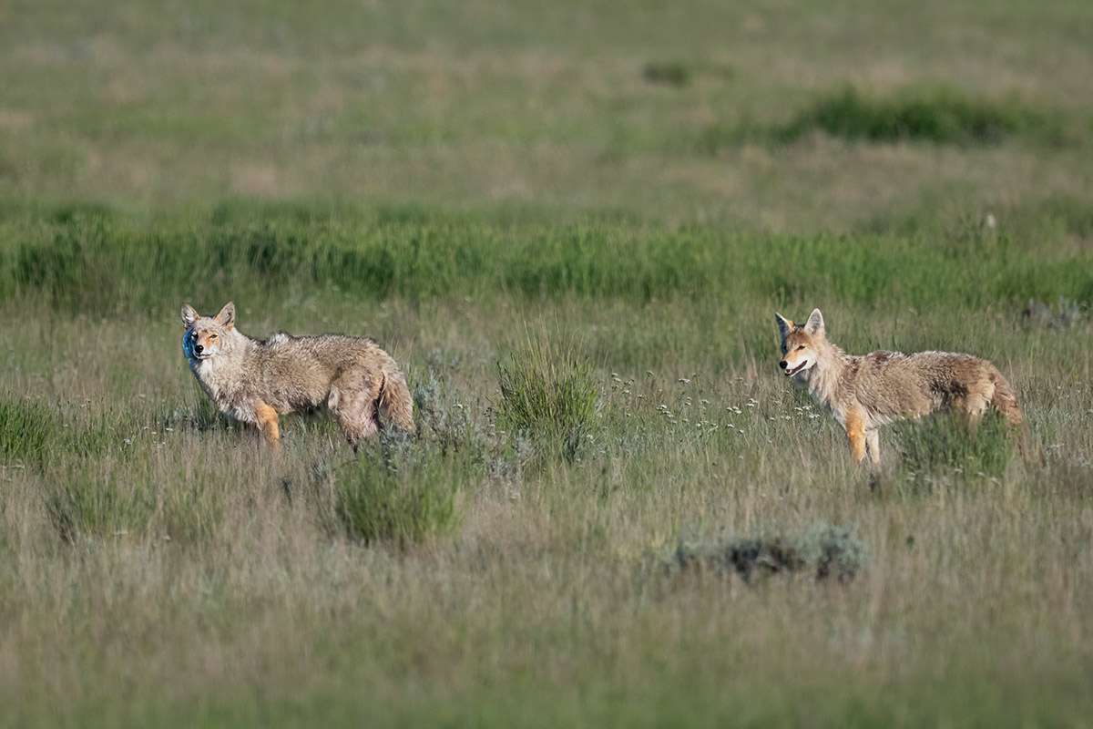 Coyotes, Saskatchewan.