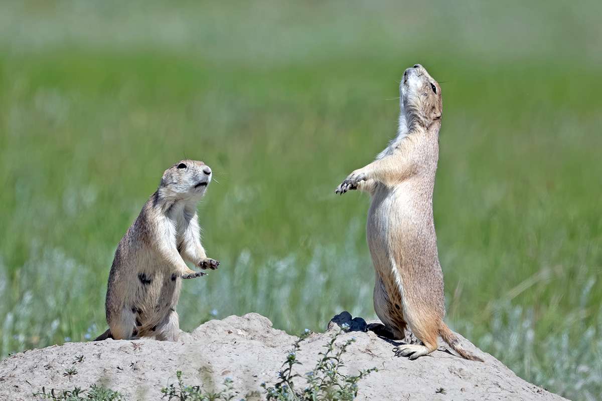 Prairie dogs.