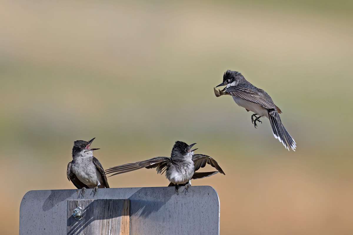 Eastern kingbirds.