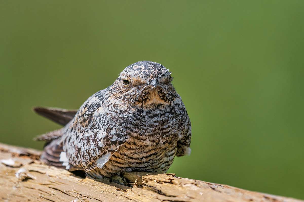 Common nighthawk.