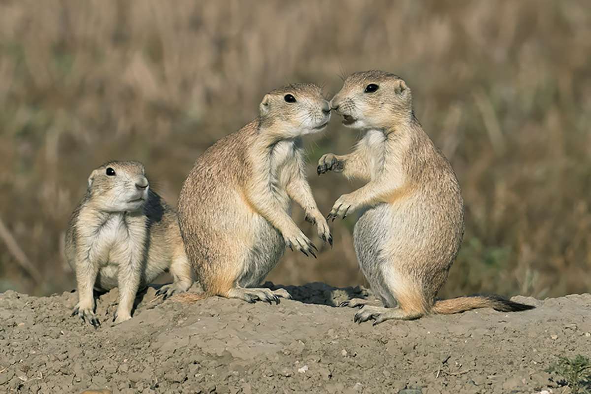 Black-tailed prairie dogs, Grasslands National Park.