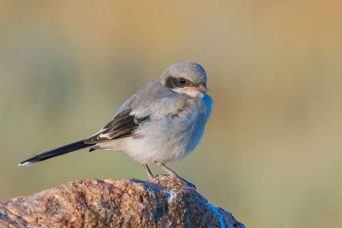 Loggerhead shrike.