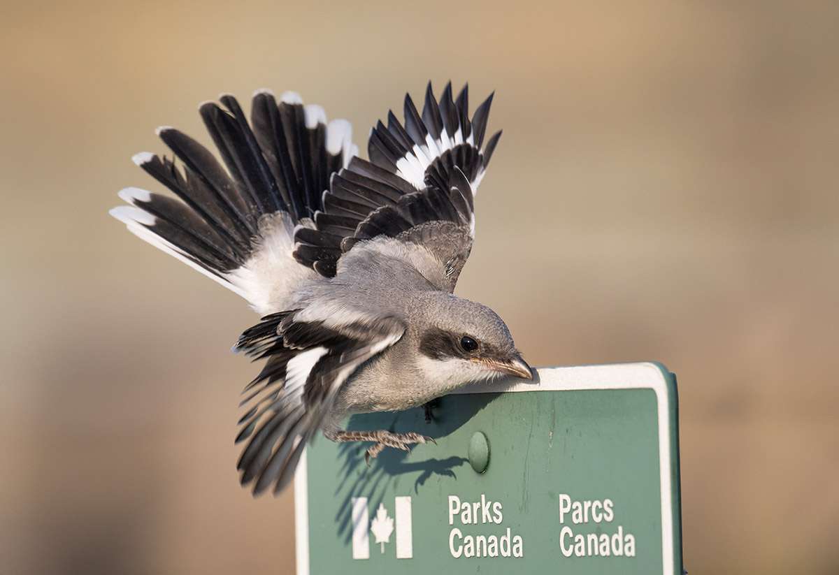 Loggerhead shrike.