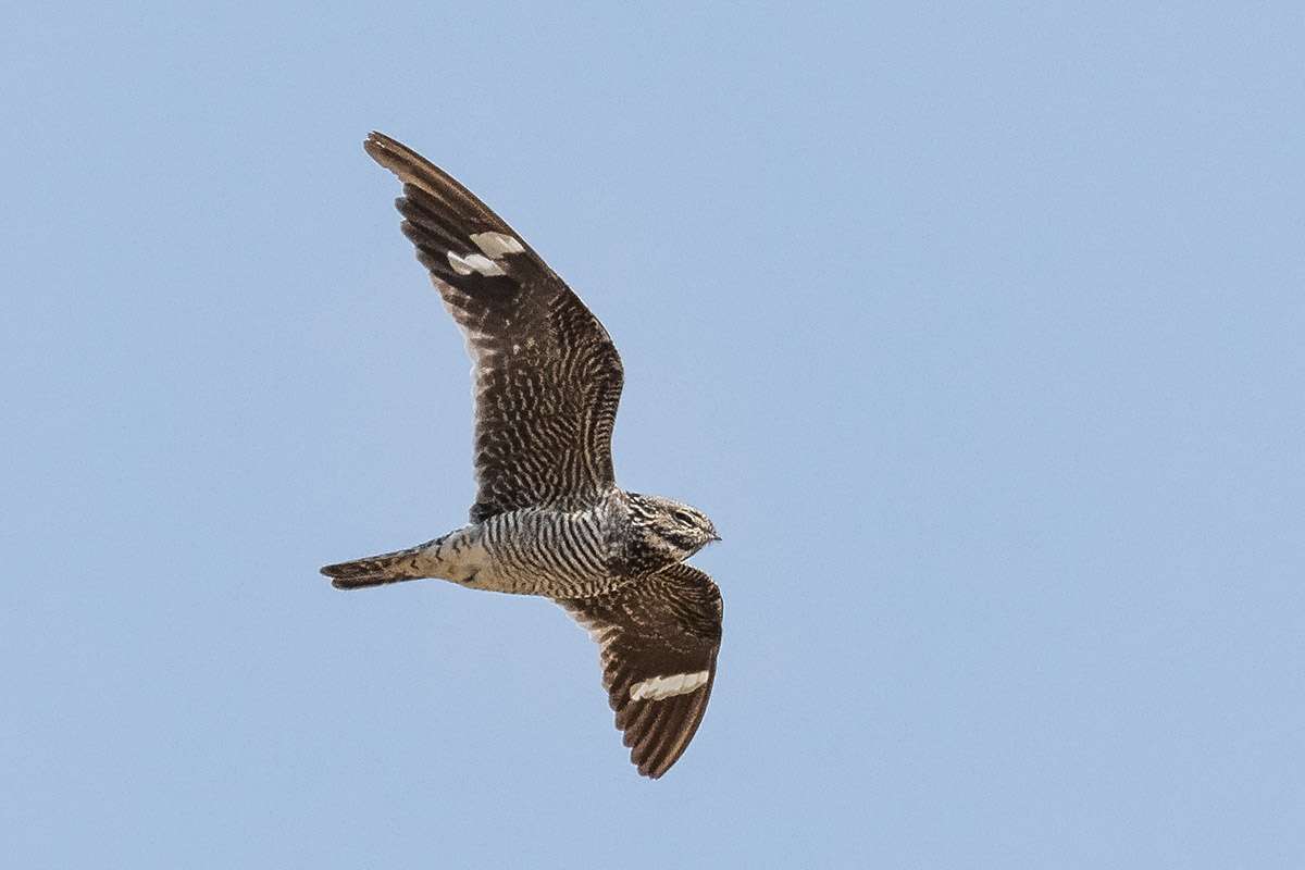 Common nighthawk flying.
