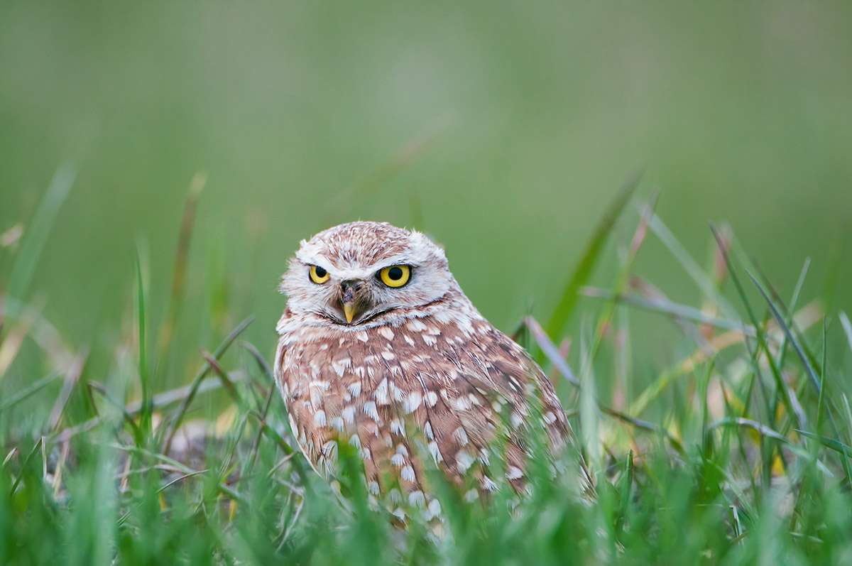 Burrowing owl.