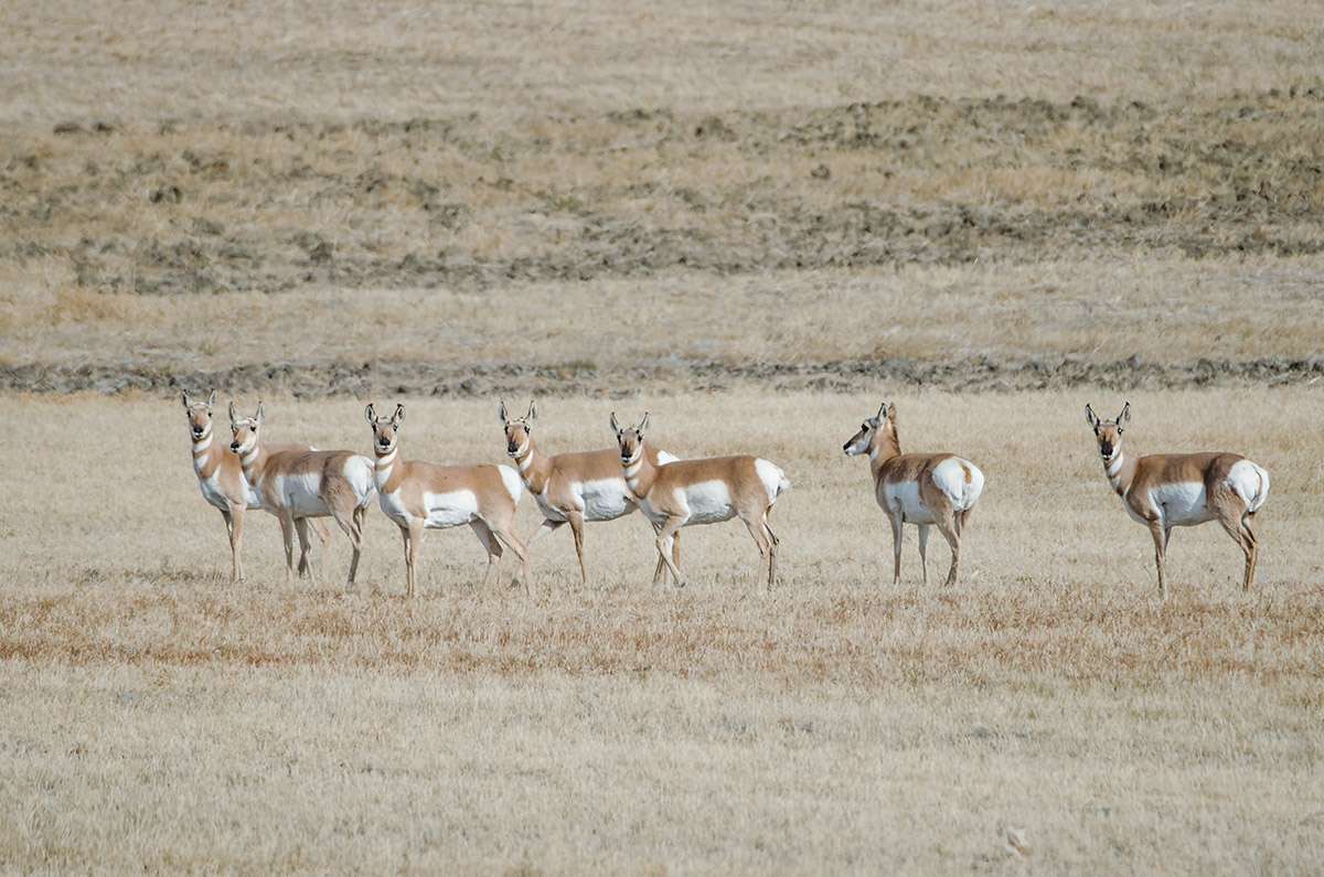 Pronghorn, Saskatchewan.