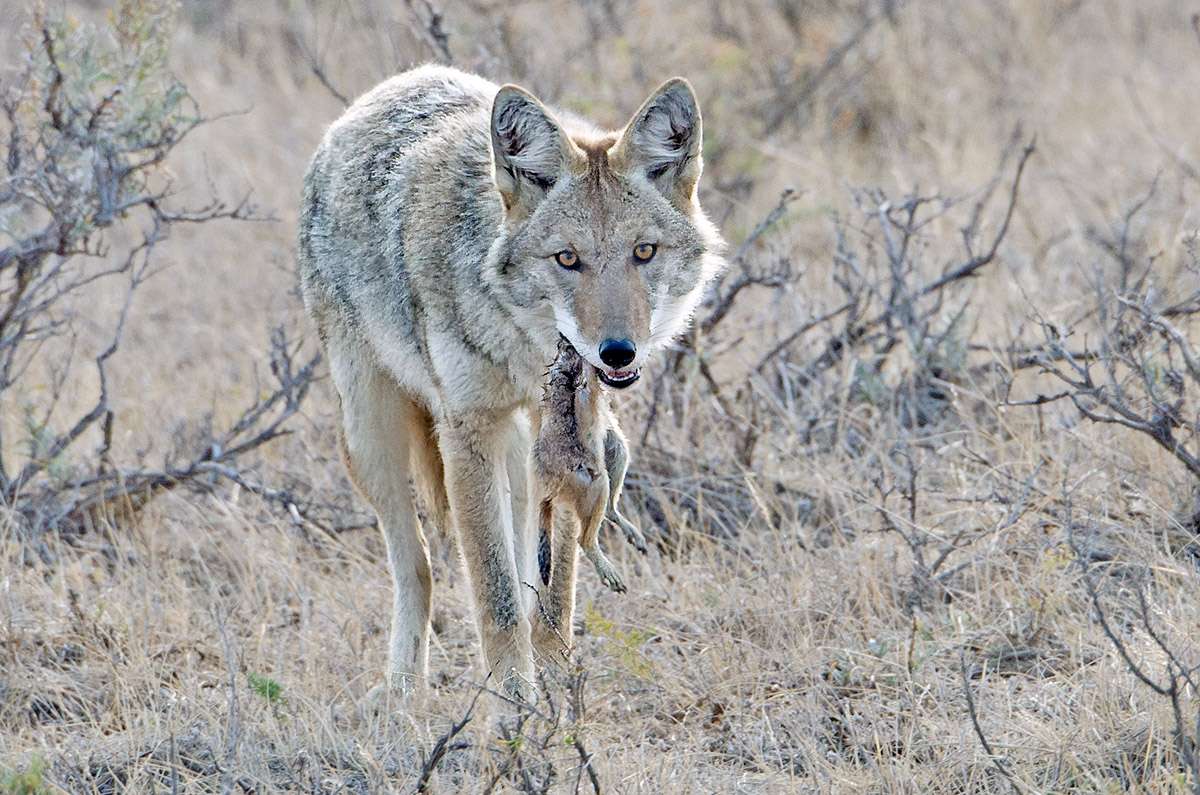 Coyote with a freshly caught prairie dog, Grasslands National Park.