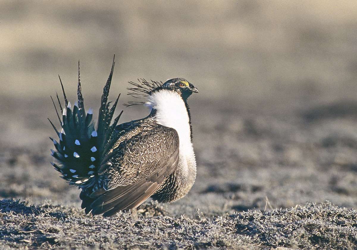Male greater sage-grouse, Grasslands National Park.
