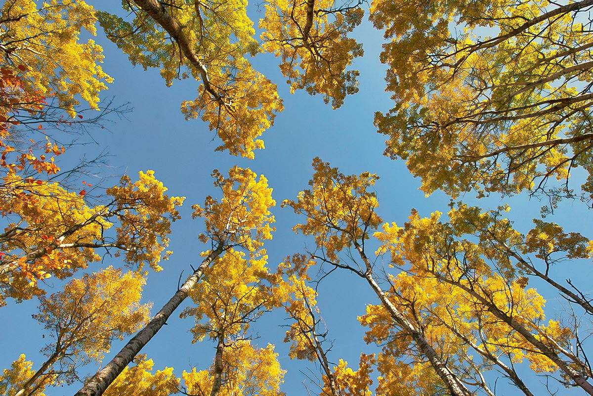 Aspen forest canopy, Saskatchewan.