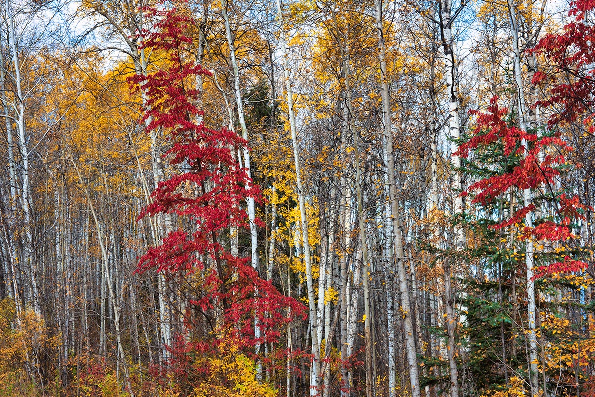 Fall colours in the forest.