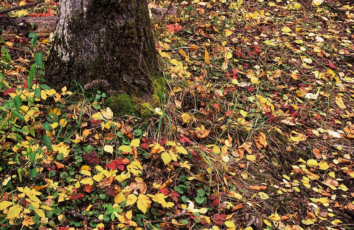  Leaves on the forest floor.