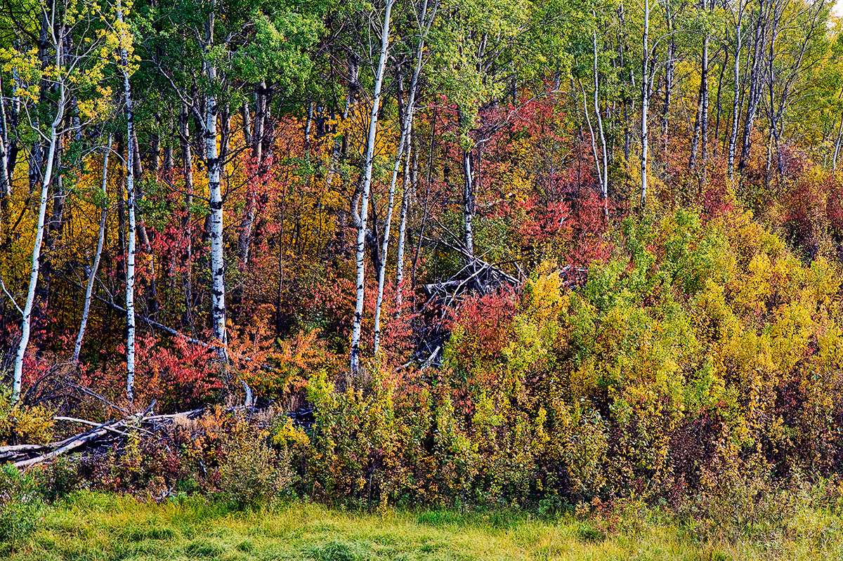 Forest in the Thickwood Hills, Saskatchewan.