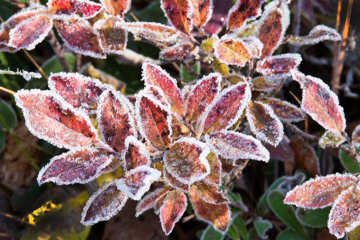 Early morning frost on the leaves.