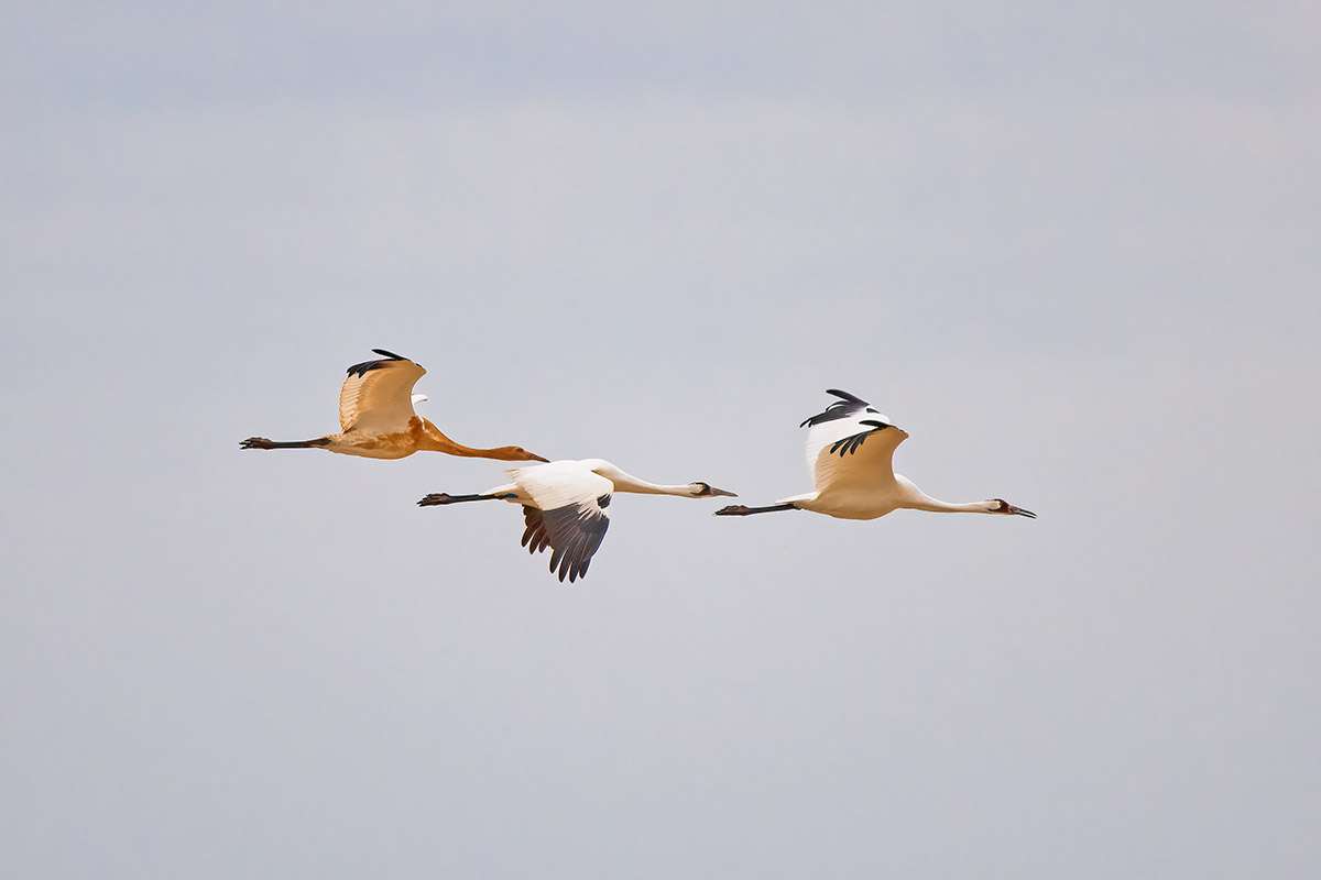 Whooping cranes, Saskatchewan.