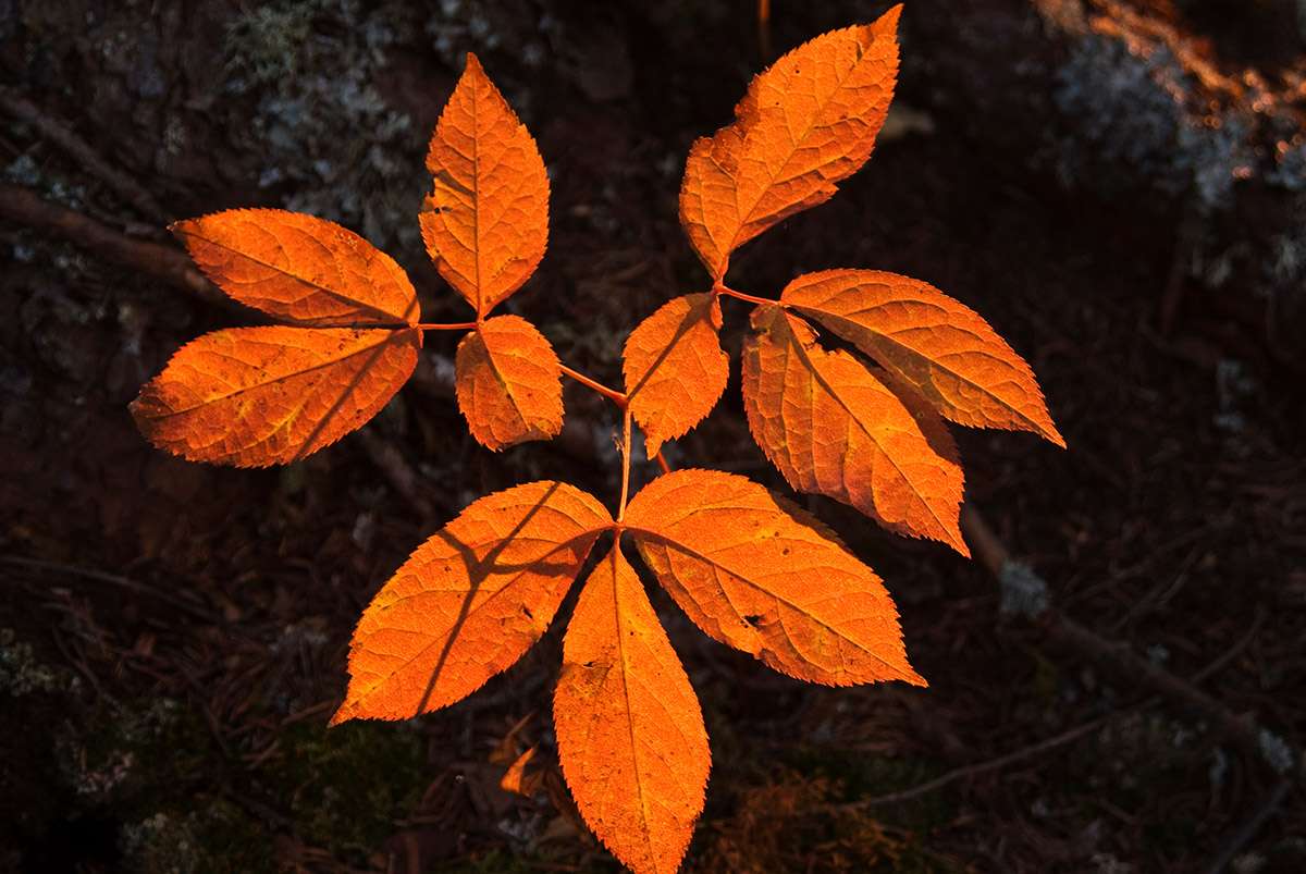 2404 Sarsaparilla turning colour in fall.
