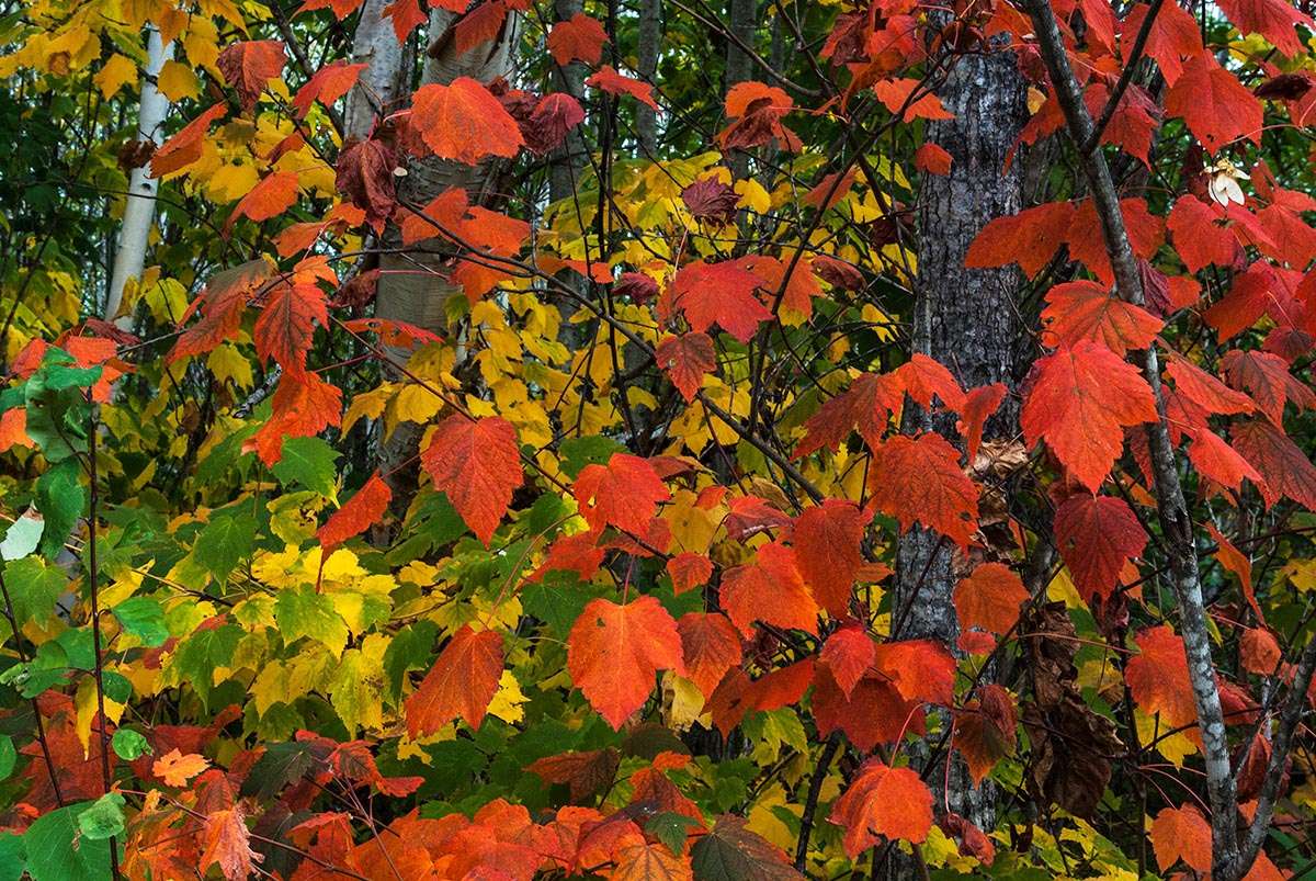 Mountain maple leaves in fall.