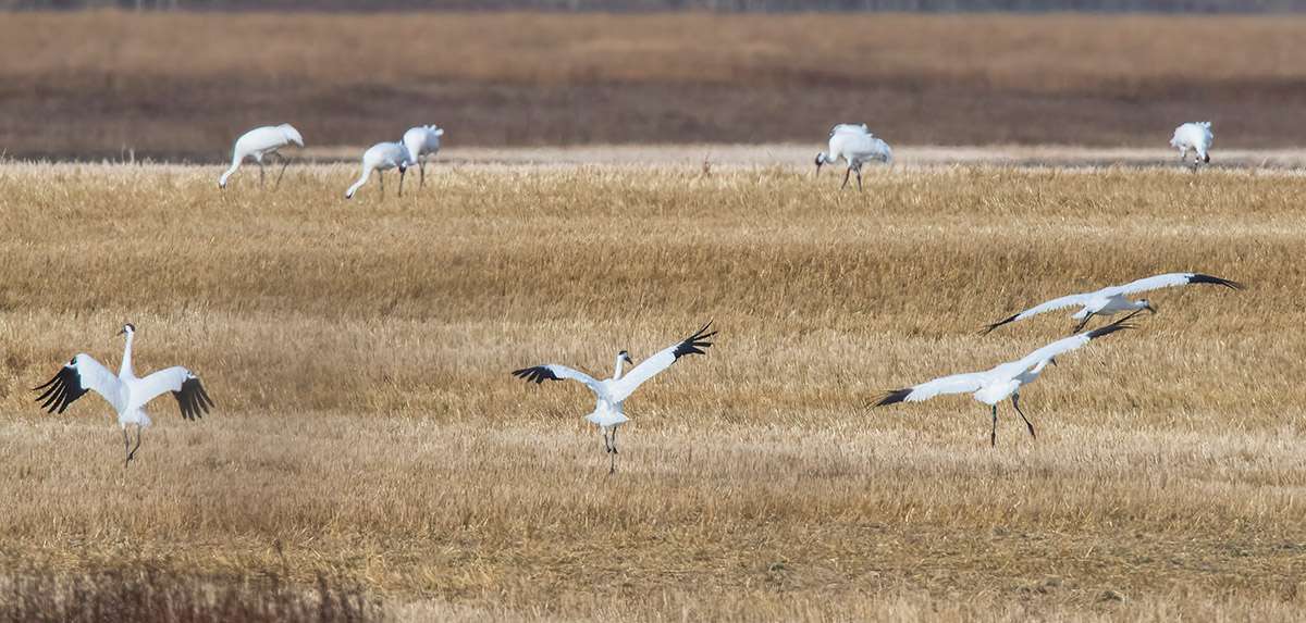 Whooping cranes in a grain field.