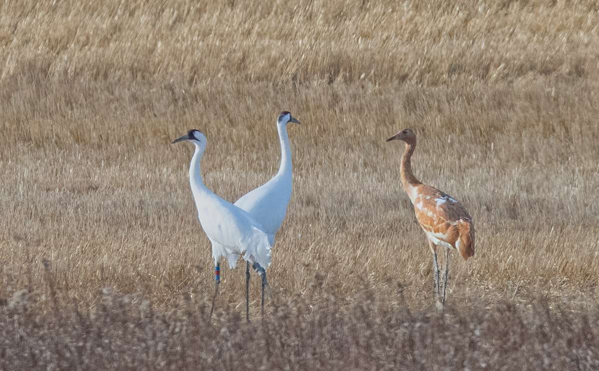 Whooping cranes, Saskatchewan.
