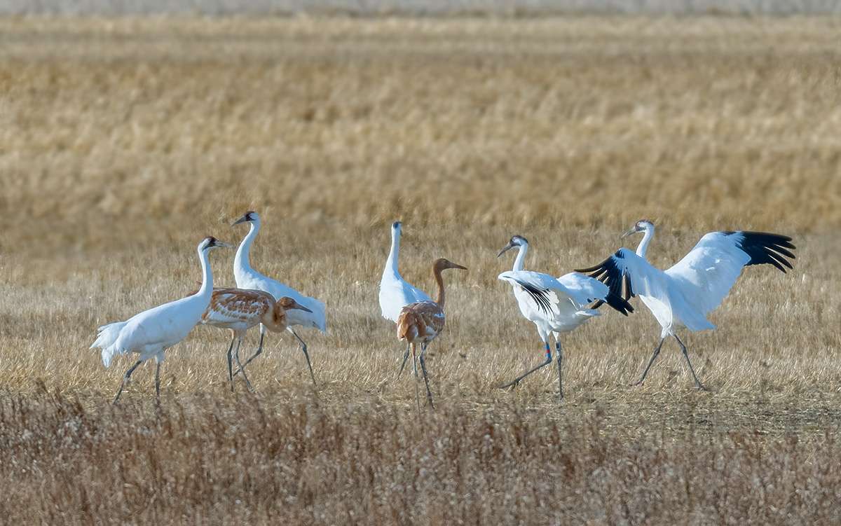 Whooping cranes in a grain field, Saskatchewan.