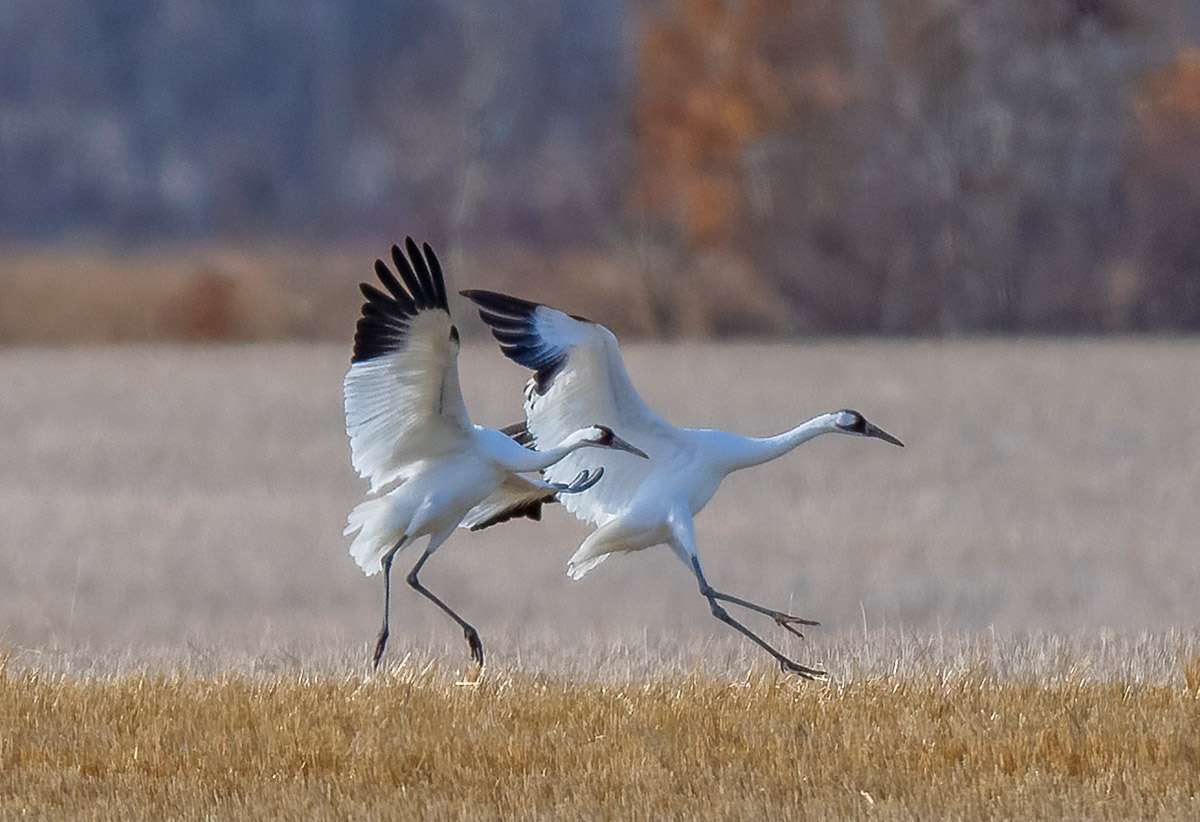 Whooping cranes, Saskatchewan.
