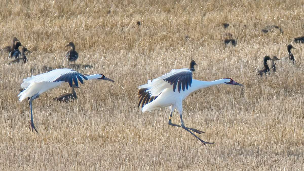 Whooping cranes, Saskatchewan.