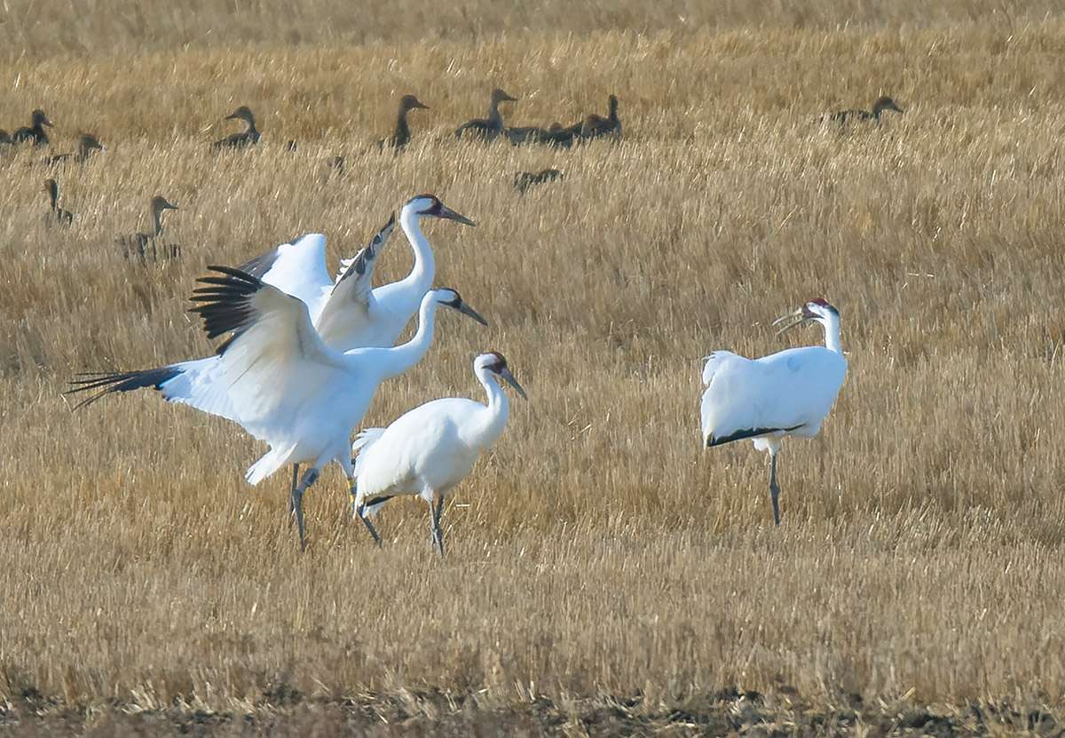 Whooping cranes, Saskatchewan.