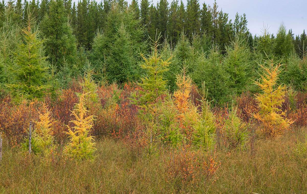 Riding Mountain National Park, fall colours