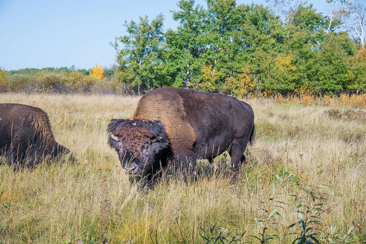 Riding Mountain National Park, Manitoba