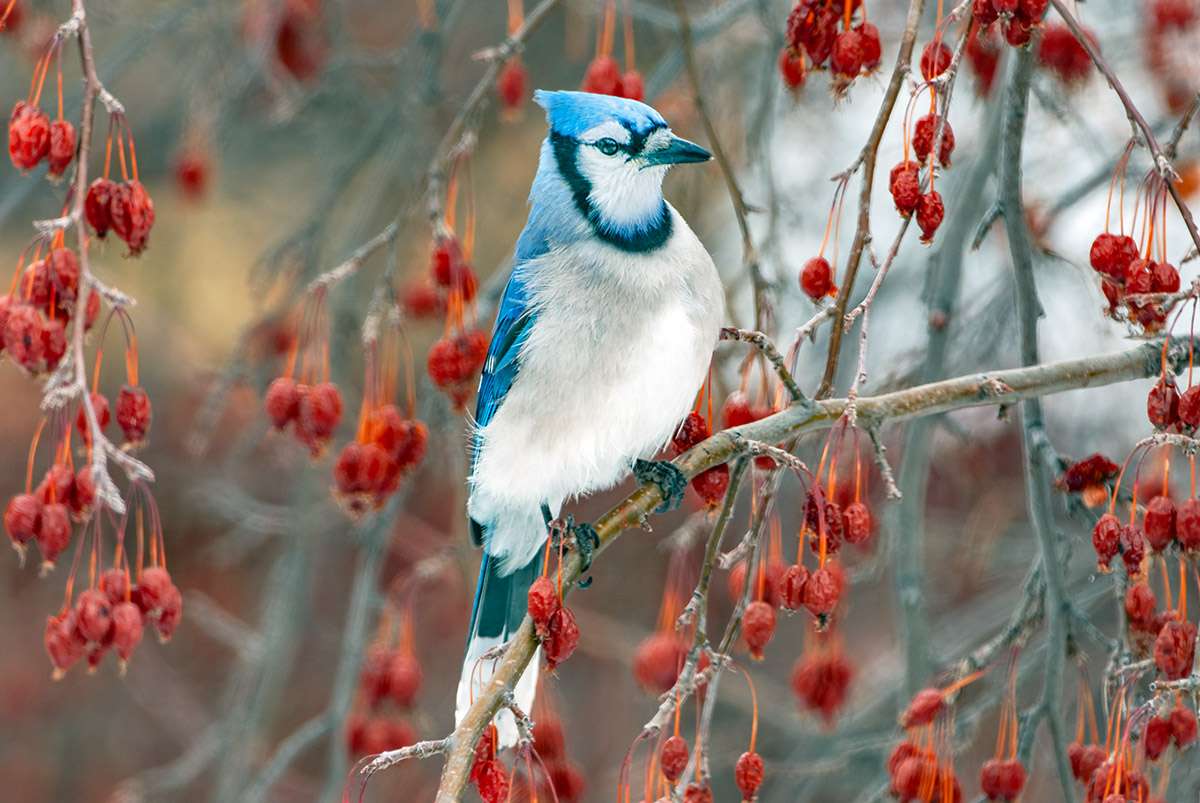 Bluejay among autumn berries.