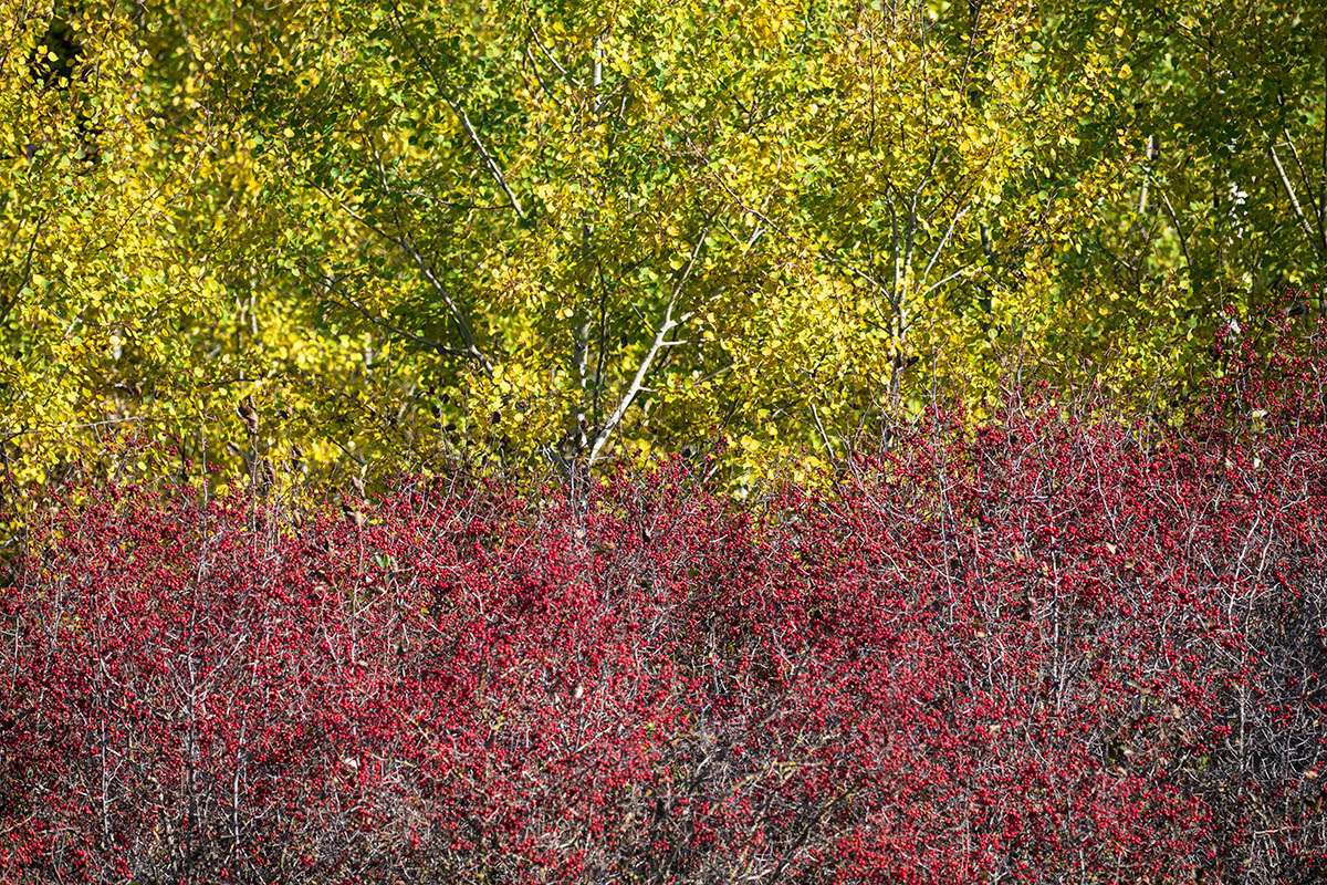 Riding Mountain National Park, Manitoba