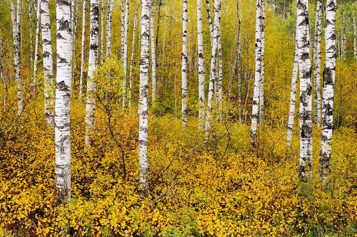 Aspen forest in Duck Mountain Provincial Park.