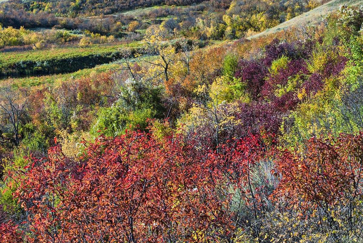 Saskatchewan Landing Provincial Park, fall colours