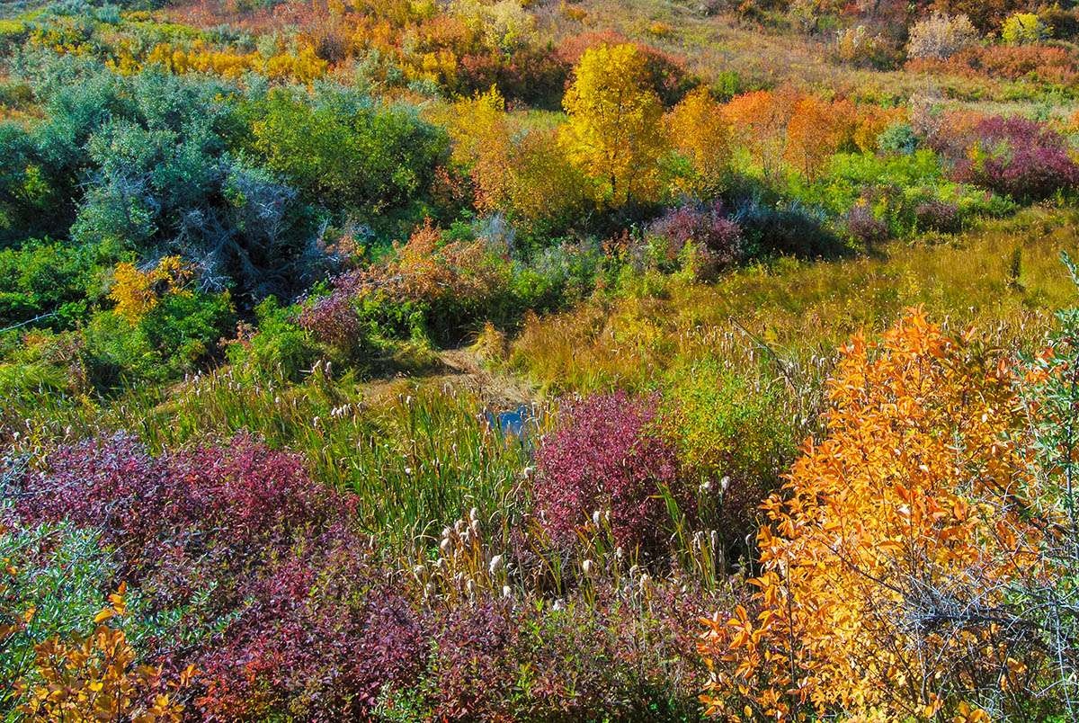 Saskatchewan Landing Provincial Park in fall.