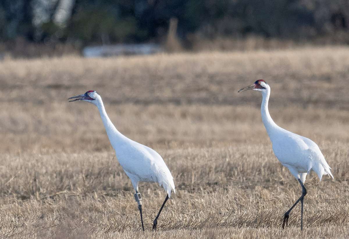 Whooping cranes, Saskatchewan.