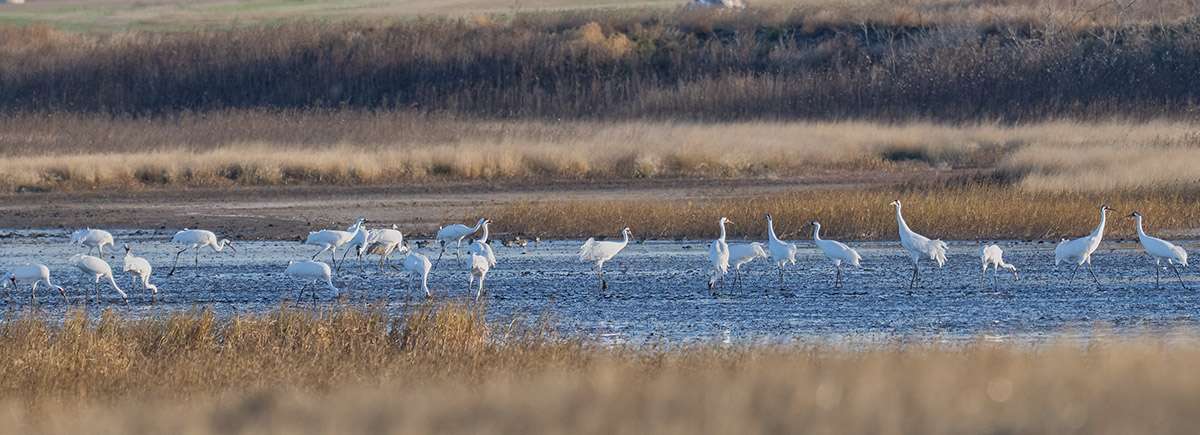 Whooping cranes, Saskatchewan.