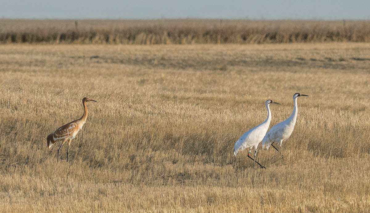 Whooping cranes, Saskatchewan.